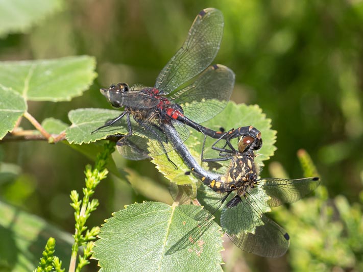 Leucorrhinia dubia (Small Whiteface) in cop.jpg